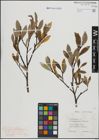 Foto von Salix hastata L.